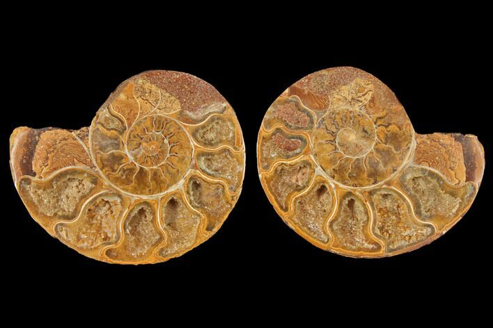 Cut & Polished Agatized Ammonite Fossil- Jurassic #131701